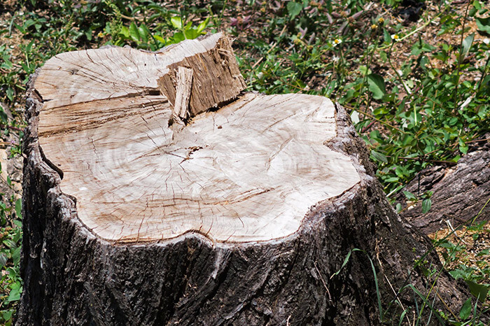 Tree Stump for Grinding and Removal