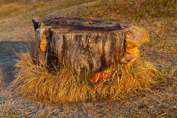 Napa Tree Services Stump Grinding and Removal