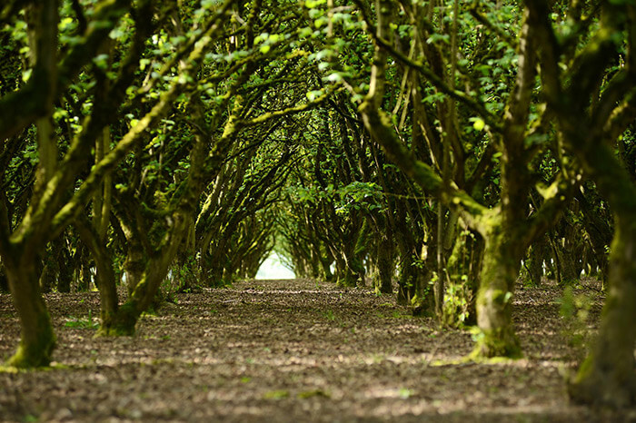 Napa Tree Services Tree Protection and Safety