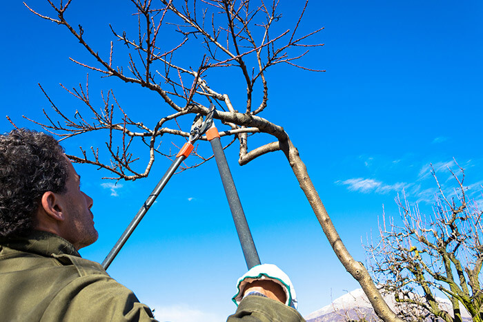 Tree Pruning by Napa Tree Services