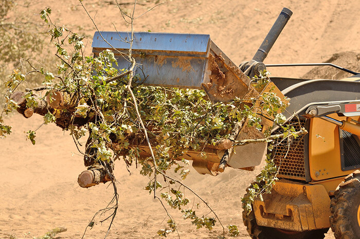 Construction Vehicle Removing Tree Branches