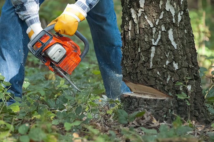 Napa Tree Services Tree Removal